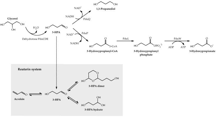 Microbial dysbiosis and colorectal cancer