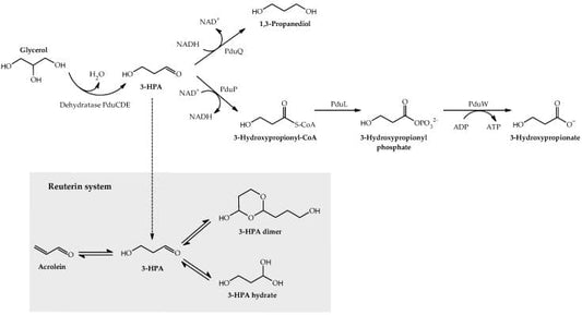 Microbial dysbiosis and colorectal cancer