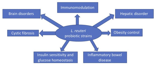 Limosilactobacillus reuteri in Health and Disease