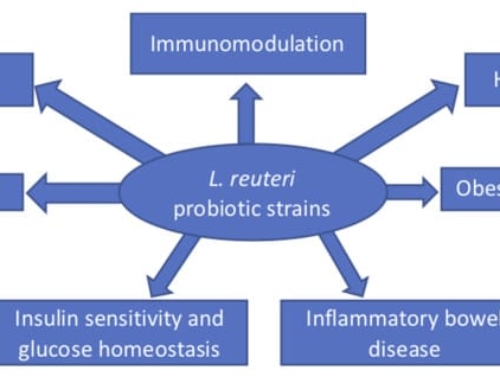 Limosilactobacillus reuteri in Health and Disease