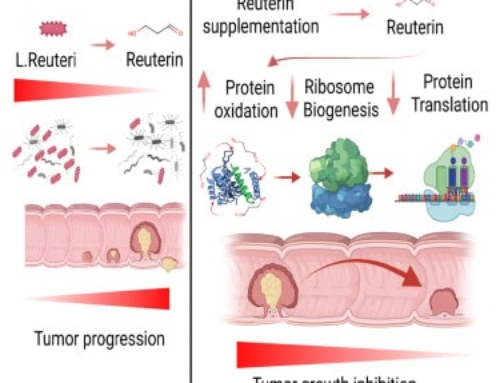 Reuterin in the healthy gut microbiome suppresses colorectal cancer